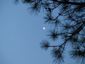 Moon, high in the sky, beyond the pines